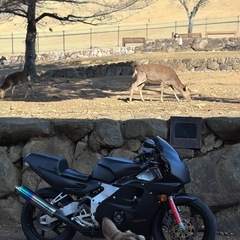 HONDA cbr250rr mc22の画像