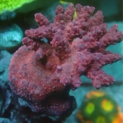 ミドリイシ 3種セット　ストロベリー、fire work
の画像