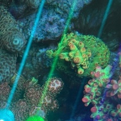 ミドリイシ 3種セット　ストロベリー、fire work
の画像