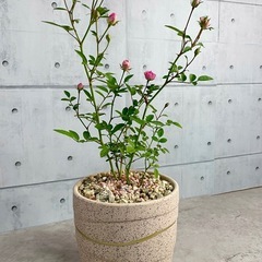 ミニ薔薇/デザイン陶器鉢の画像