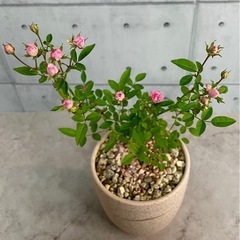 ミニ薔薇/デザイン陶器鉢の画像