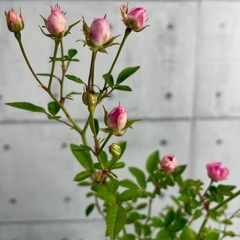 ミニ薔薇/デザイン陶器鉢の画像