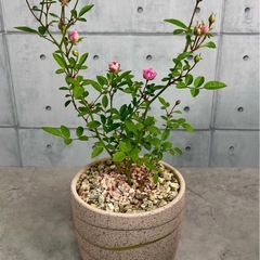 ミニ薔薇/デザイン陶器鉢の画像