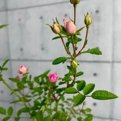 ミニ薔薇/デザイン陶器鉢の画像