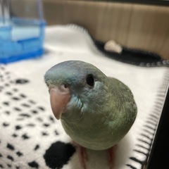 サザナミインコ里親募集します