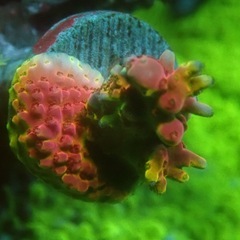 ミドリイシ　3種セットの画像