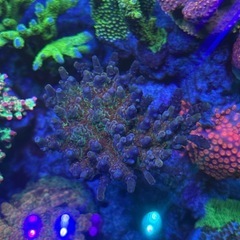 ミドリイシ　3種セットの画像