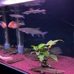 
熱帯魚 生体 肉食魚の画像