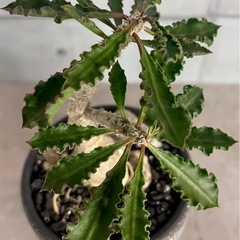 カプサインテマリエンシス・タコ足仕立て実生/デザイン陶器鉢の画像