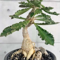 カプサインテマリエンシス・タコ足仕立て実生/デザイン陶器鉢の画像