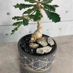 カプサインテマリエンシス・タコ足仕立て実生/デザイン陶器鉢の画像