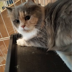 【再投稿】🎅🎄🤍12月27日(土)大人気‼️ダイリュートキャリコ...