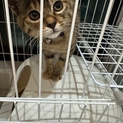 保護猫　推定１歳　雑種　急募集