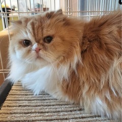 【再投稿】🎅🎄🤍12月27日(土)スコティッシュフォールド(折れ...