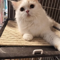 【再投稿】🎅🎄🤍12月27日(土)スコティッシュフォールド(立ち耳)♀