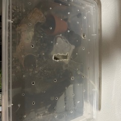 ザリガニお譲りします の画像