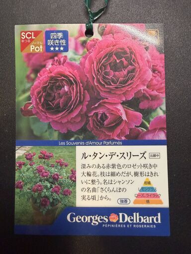 バラ大苗　販売します