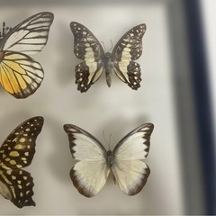 マレーシア 蝶の標本 12種 海外 蝶々 カラフル 壁掛け インテリア 希少品の画像