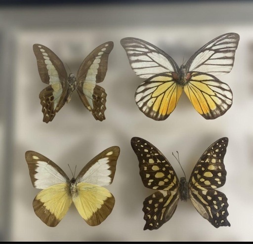 マレーシア 蝶の標本 12種 海外 蝶々 カラフル 壁掛け インテリア 希少