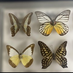 マレーシア 蝶の標本 12種 海外 蝶々 カラフル 壁掛け インテリア 希少品の画像
