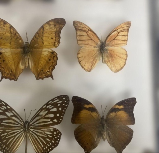 マレーシア 蝶の標本 12種 海外 蝶々 カラフル 壁掛け インテリア 希少