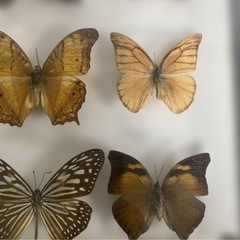 マレーシア 蝶の標本 12種 海外 蝶々 カラフル 壁掛け インテリア 希少品の画像