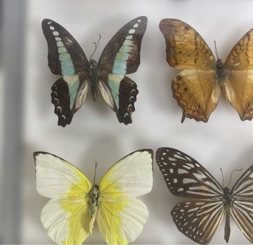 マレーシア 蝶の標本 12種 海外 蝶々 カラフル 壁掛け インテリア 希少