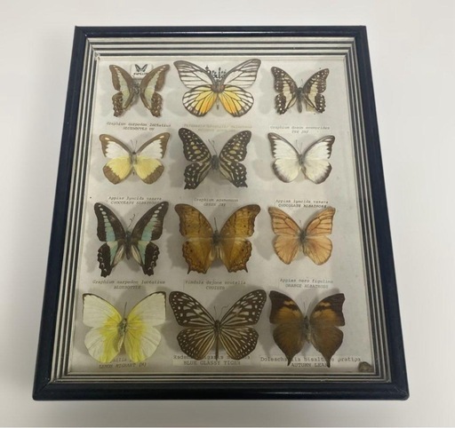 マレーシア 蝶の標本 12種 海外 蝶々 カラフル 壁掛け インテリア 希少