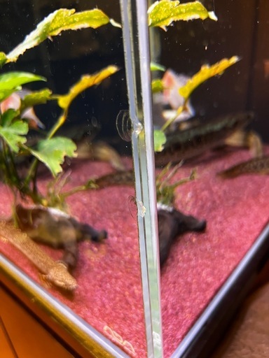60 ワイド オーバーフロー水槽 フルセット