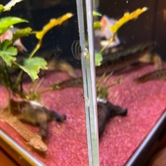 60 ワイド オーバーフロー水槽 フルセットの画像