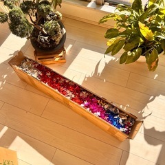 クリスマスツリーの画像