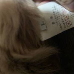 羊革 毛皮 コート レディースの画像