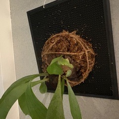 ビカクシダ譲ります
の画像