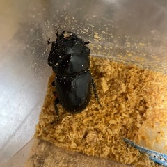 ホペイオオクワガタ　トリオの画像