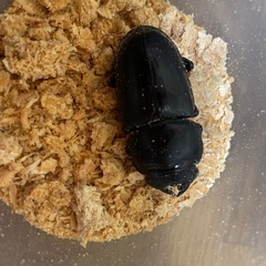 ホペイオオクワガタ　トリオの画像