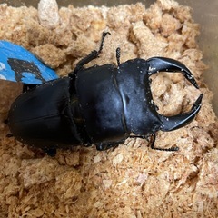 ホペイオオクワガタ　トリオの画像