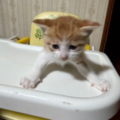 わんぱく子猫
