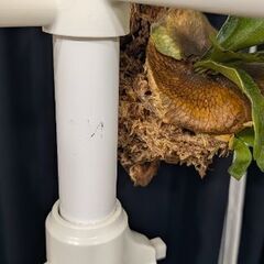 突っ張りポールハンガー　白の画像