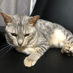 ベンガル 男の子 8歳