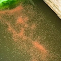 タマミジンコ販売｜メダカ・熱帯魚　生餌 🐟🧫の画像