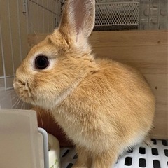 うさぎ 1羽（ケージ付き）  里親募集の画像