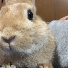 うさぎ 1羽（ケージ付き）  里親募集の画像