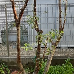 ラ・フランスの木の画像