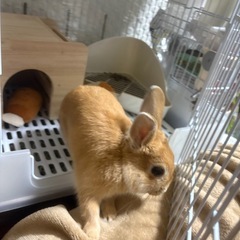 うさぎ 1羽（ケージ付き）  里親募集の画像