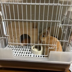 うさぎ 1羽（ケージ付き）  里親募集の画像