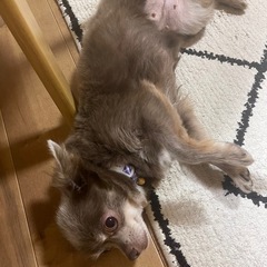 3歳女の子チワワちゃん🐶