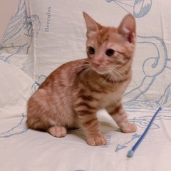 🌟正式譲渡決まりました⭐️💝💕超可愛い茶トラ3ヶ月オス💕💘里親様募集中