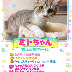 三毛猫　子猫　甘えん坊、お腹の上に乗ってきます！