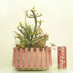 マツバランとハナキリンの画像