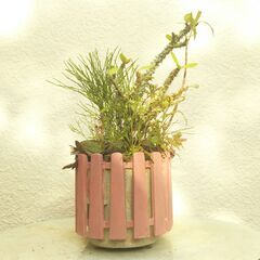 マツバランとハナキリンの画像